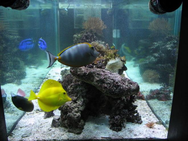 saltwater fish - zebrasoma flavescens - yellow tang - hawaii stocking in 180 gallons tank - Some of my fish!