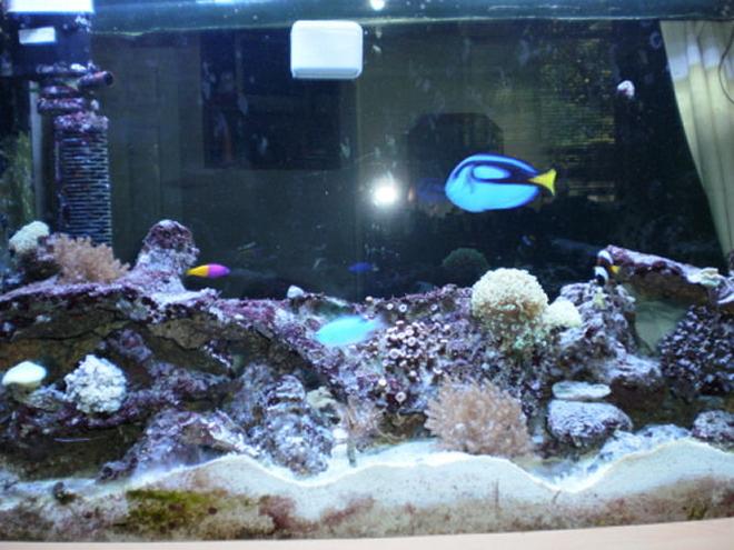 90 gallons reef tank (mostly live coral and fish) - Our 90 gallon tank