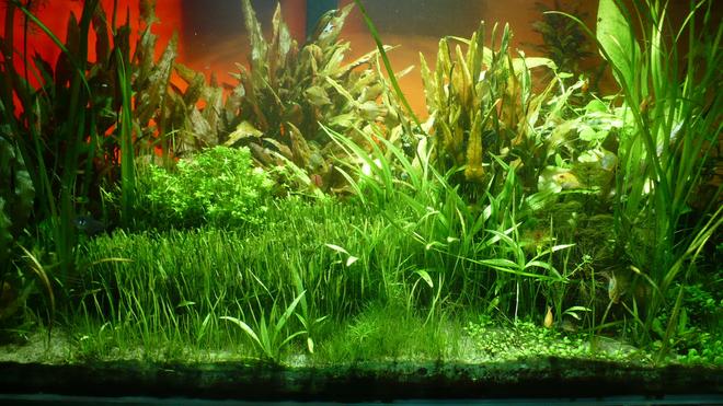 135 gallons planted tank (mostly live plants and fish) - left side