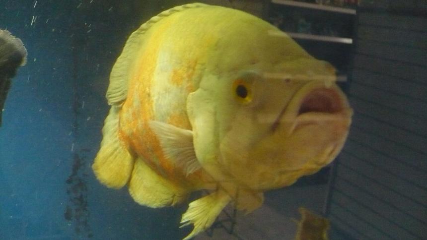 Rated #290: Freshwater Fish - Astronotus Ocellatus - Albino Oscar Stocking In 135 Gallons Tank - my albino oscar