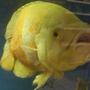 freshwater fish - astronotus ocellatus - albino oscar stocking in 135 gallons tank - my albino oscar
