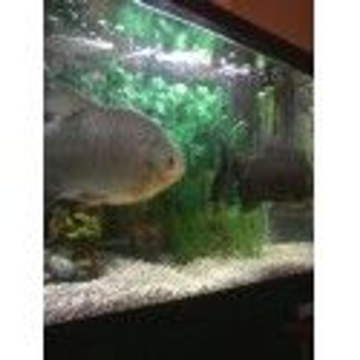 freshwater fish - piaractus brachypomum - red belly pacu stocking in 55 gallons tank - pacus in 55 gal tank better pictures comming soon