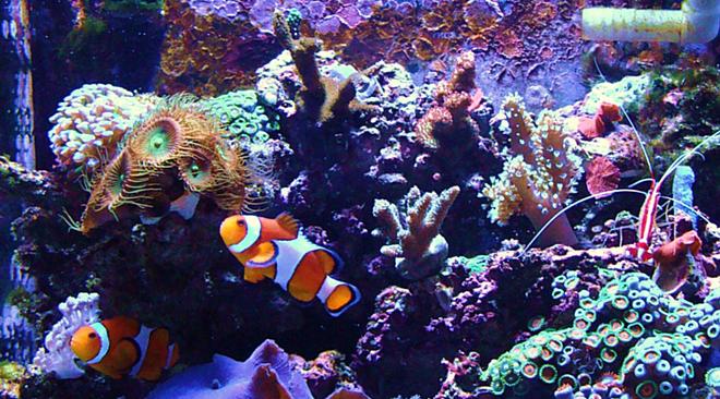 corals inverts - protopalythoa sp. - button polyp stocking in 14 gallons tank - My First Reef Tank ( 10 month old Bio-Cube 14 )