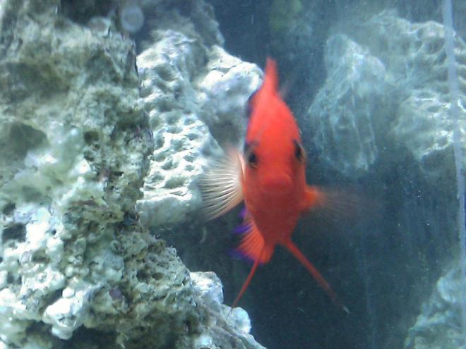 saltwater fish - centropyge loriculus - flame angelfish stocking in 55 gallons tank - Flame Angel