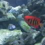 saltwater fish - centropyge loriculus - flame angelfish stocking in 55 gallons tank - Flame Angel