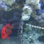 saltwater fish - centropyge loriculus - flame angelfish stocking in 55 gallons tank - Flame Angel & Serpent Star