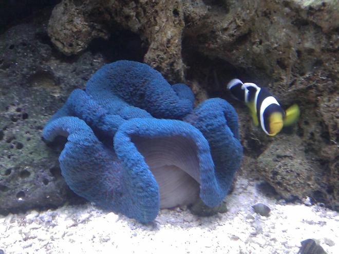 saltwater fish - amphiprion ocellaris var. - black and white ocellaris clownfish stocking in 55 gallons tank - Negro Clownfish & Blue Carpet Anemone