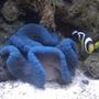 saltwater fish - amphiprion ocellaris var. - black and white ocellaris clownfish stocking in 55 gallons tank - Negro Clownfish & Blue Carpet Anemone