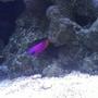 saltwater fish - gramma loreto - royal gramma basslet stocking in 55 gallons tank - Royal Gramma Basslet "Mike"