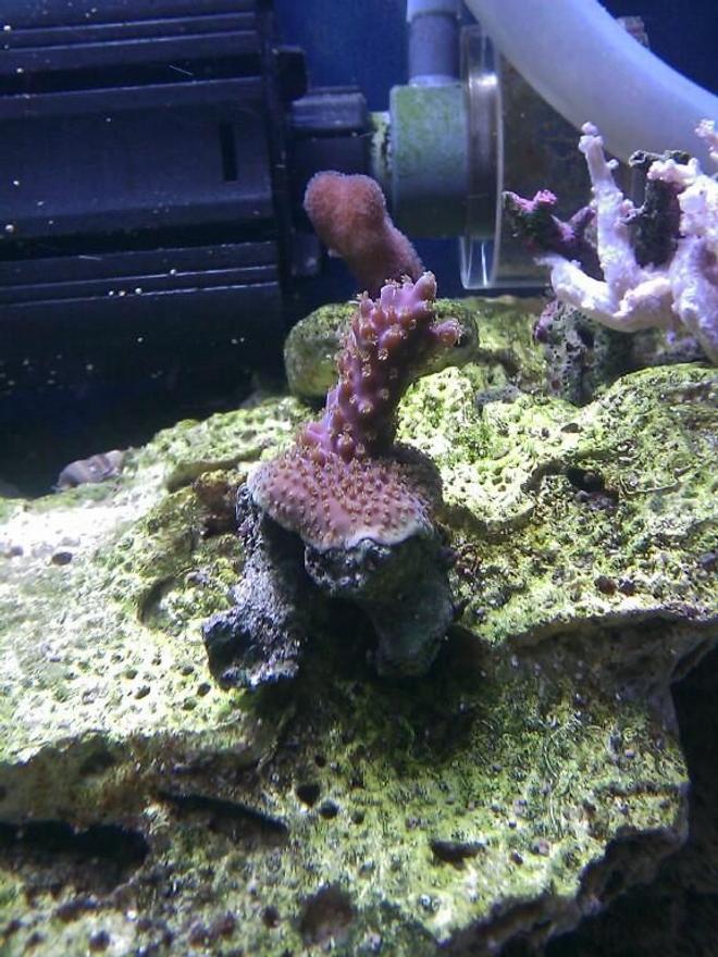 corals inverts - acropora sp. stocking in 55 gallons tank - Purple & Green Acro