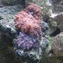corals inverts - rhodactis inchoata - bullseye mushroom stocking in 55 gallons tank - Red & Blue Bullseye Mushrooms