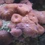 corals inverts - actinodiscus sp. - mushroom stocking in 55 gallons tank - Superman Mushrooms
