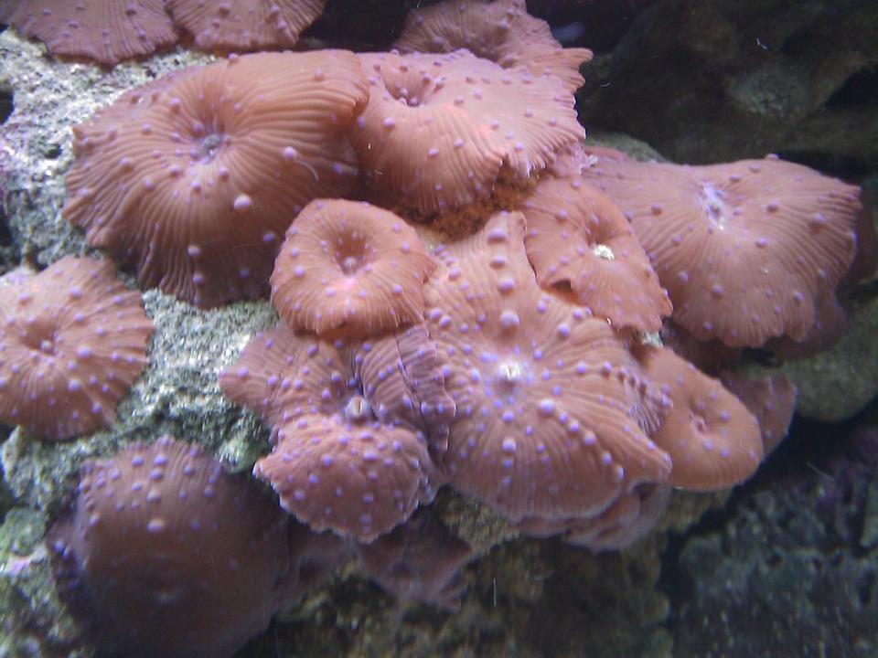corals inverts - actinodiscus sp. - mushroom stocking in 55 gallons tank - Superman Mushrooms