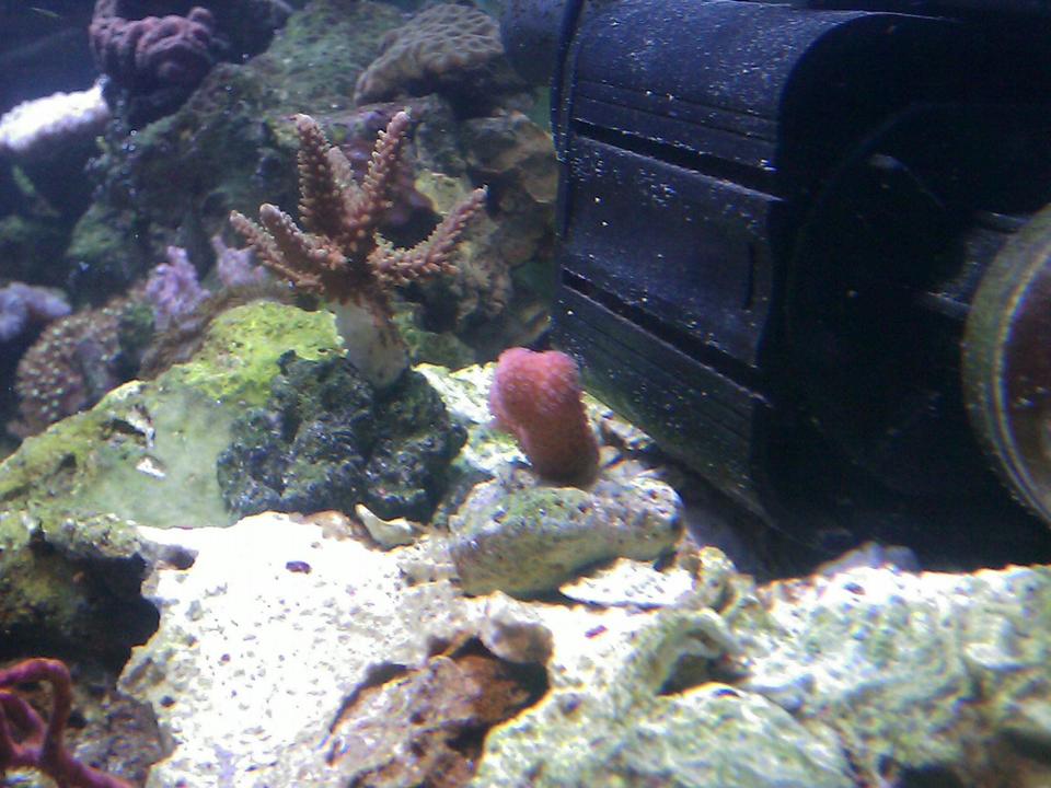 corals inverts - stylophora spp. - stylophora coral stocking in 55 gallons tank - Pink Stylopora