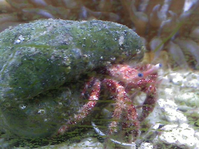 corals inverts - red scarlet reef hermit crab stocking in 55 gallons tank - pretty pink hermit