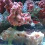 corals inverts - spondylus - spiny oyster stocking in 55 gallons tank - spiney oyster