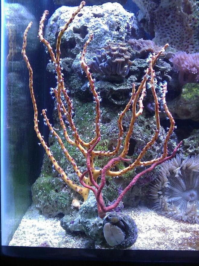 corals inverts - diodogorgia nodulifera - yellow finger gorgonian stocking in 55 gallons tank - Red & Yellow Gorgonia
