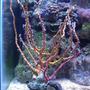 corals inverts - diodogorgia nodulifera - yellow finger gorgonian stocking in 55 gallons tank - Red & Yellow Gorgonia