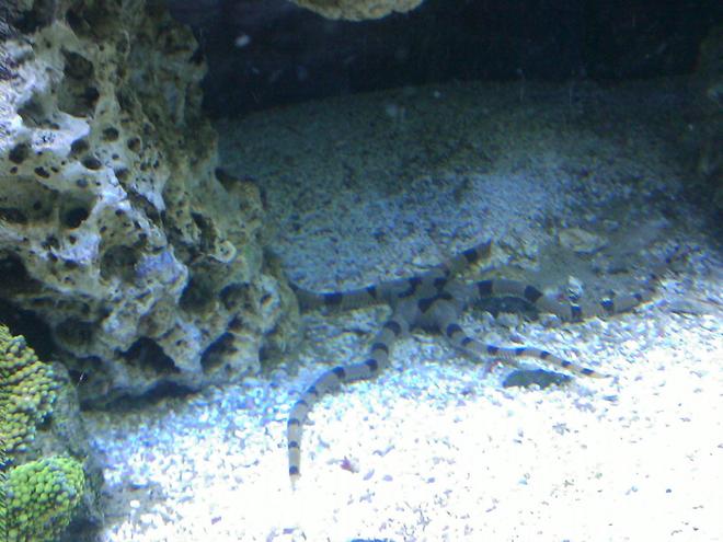 corals inverts - ophiolepsis superba - serpent sea star, fancy tiger striped stocking in 55 gallons tank - Serpent Star