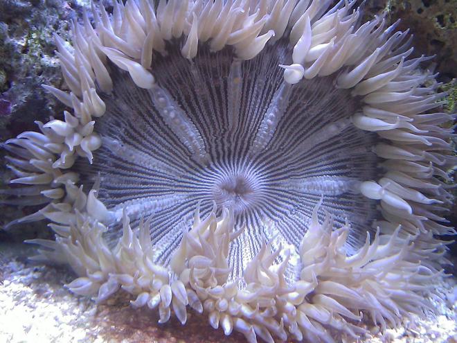 corals inverts - epicystis crucifer - rock flower anemone stocking in 55 gallons tank - Rock Flower Anemone