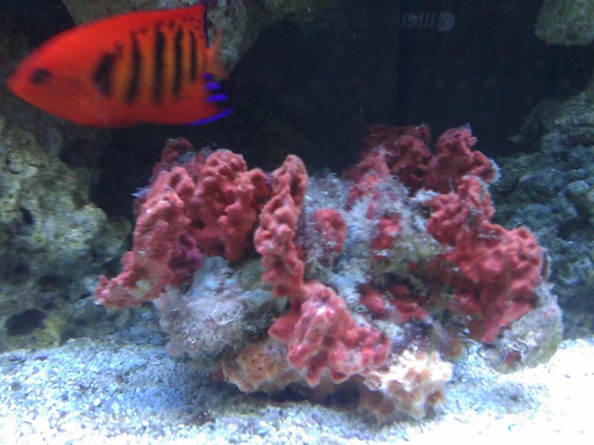 Rated #41: Saltwater Fish - Centropyge Loriculus - Flame Angelfish Stocking In 55 Gallons Tank - Flame Angel & Spiney Oyster