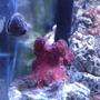 corals inverts - nephthyigorgia sp. - chili cactus coral stocking in 55 gallons tank - Chili Coral