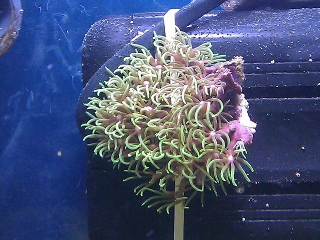 corals inverts - briareum sp. - starburst polyp stocking in 55 gallons tank - Metallic Green Starburst Polyps