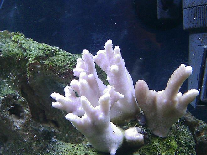 corals inverts - acropora millepora stocking in 55 gallons tank - Light Purple Millapora