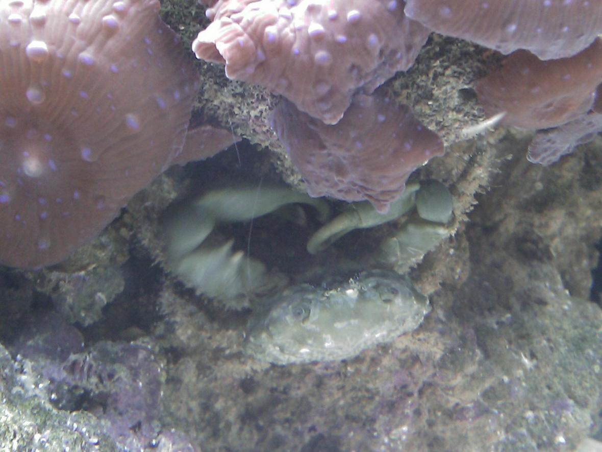 corals inverts - mithrax sculptus - emerald crab stocking in 55 gallons tank - emerald crab and superman mushrooms