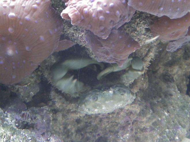 corals inverts - mithrax sculptus - emerald crab stocking in 55 gallons tank - emerald crab and superman mushrooms