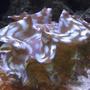 corals inverts - tridacna squamosa - squamosa clam stocking in 55 gallons tank - Clam