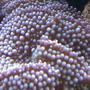 corals inverts - ricordea florida - ricordea mushroom, blue/green (caribbean) stocking in 55 gallons tank - Blue Ricordea