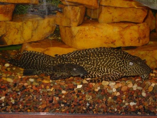 freshwater fish - glyptoperichthys gibbiceps - sailfin pleco (l-83) stocking in 55 gallons tank - "Phil" and friend ~  Common plecos ~  Awwww.... don't they look cute and cuddly?  ~