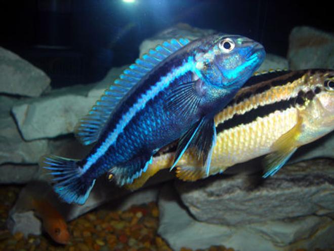 freshwater fish - melanochromis auratus - auratus cichlid stocking in 55 gallons tank - Melanochromis auratus  Male and Female.