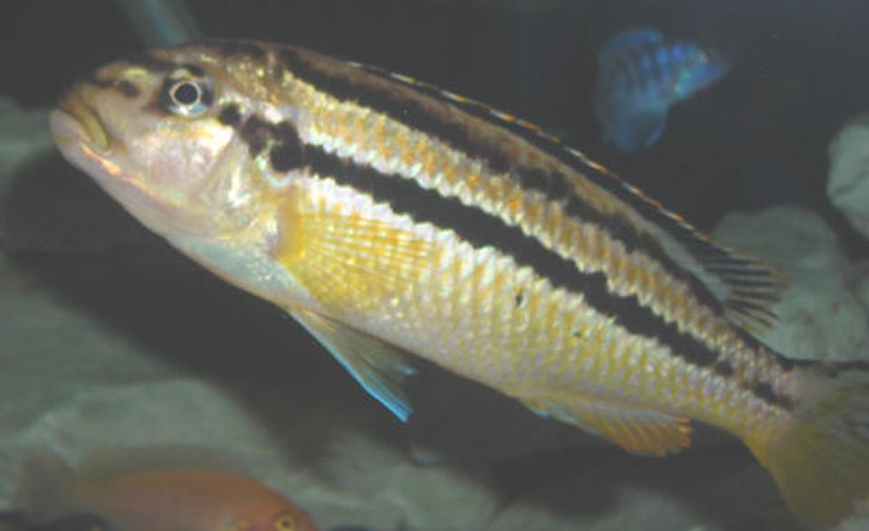 freshwater fish - melanochromis auratus - auratus cichlid stocking in 55 gallons tank - Melanochromis auratus  Adult Female.