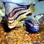 freshwater fish - melanochromis auratus - auratus cichlid stocking in 55 gallons tank - Melanochromis auratus Male and Female.