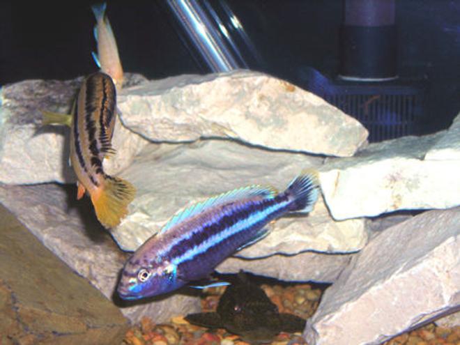 freshwater fish - melanochromis auratus - auratus cichlid stocking in 55 gallons tank - Melanochromis auratus  Male and Female, Albino peacock cichlid and pelco.
