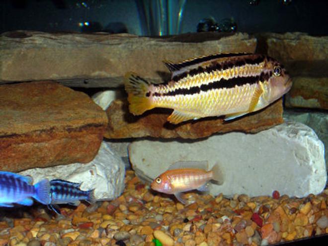 freshwater fish - melanochromis auratus - auratus cichlid stocking in 55 gallons tank - Group shot.
