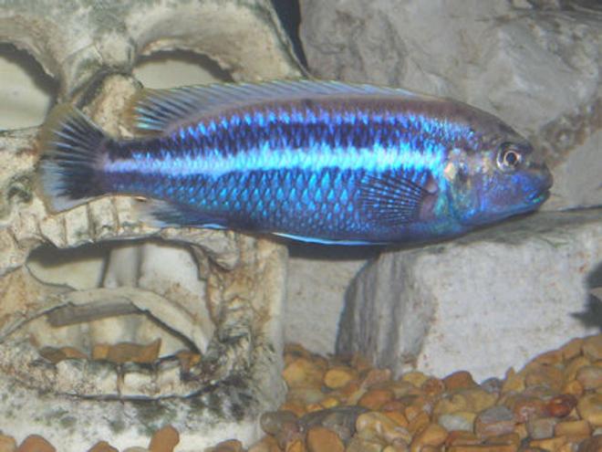 freshwater fish - melanochromis auratus - auratus cichlid stocking in 55 gallons tank - Melanochromis auratus  Male.