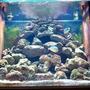 fish tank picture - tank
