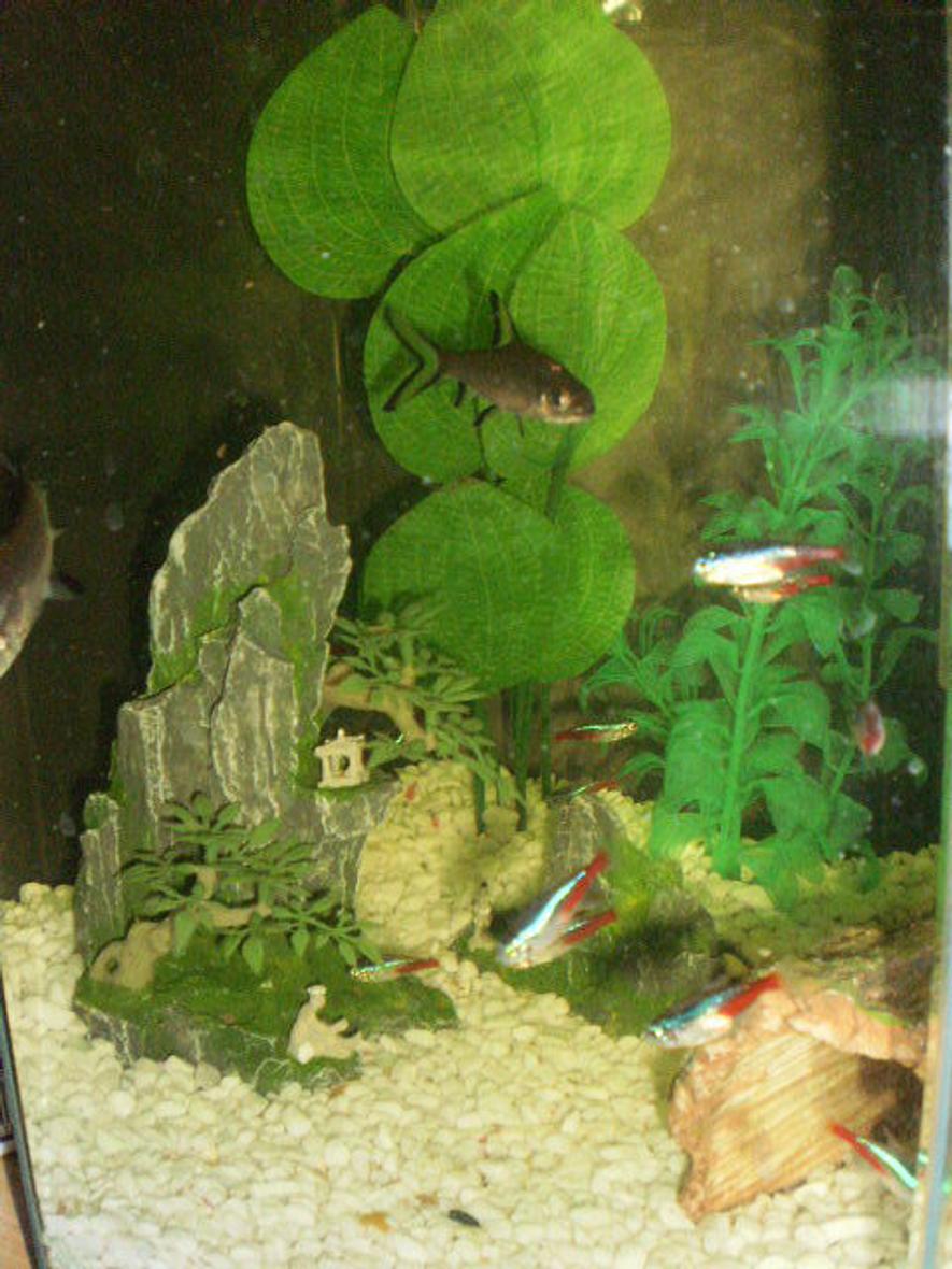 Rated #285: Freshwater Fish - Paracheirodon Innesi - Diamond Head Neon Tetra Stocking In 25 Gallons Tank - the start of my japanese style theme... not the best photo is kind of hard to take a picture cause of the shape of tank, being hexagon all the photos end up having a line in them :( im actually upgrading soon so a new photo hopefully in the next three wks or so :D