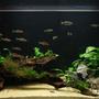 50 gallons planted tank (mostly live plants and fish) - Anubias Paradise