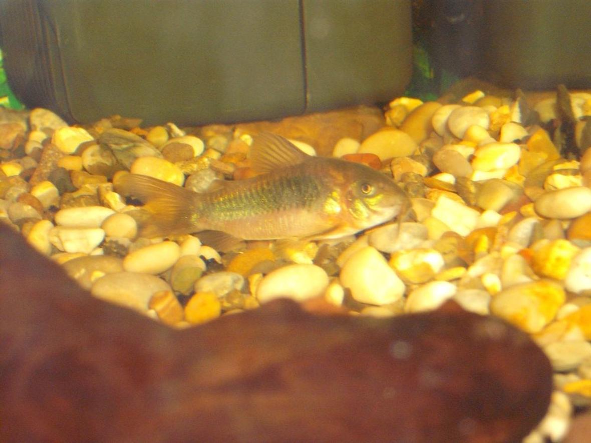 freshwater fish - corydoras aeneus - bronze cory - This is a picture one of my two Bronze cory's. I have had it for about 6 months now.