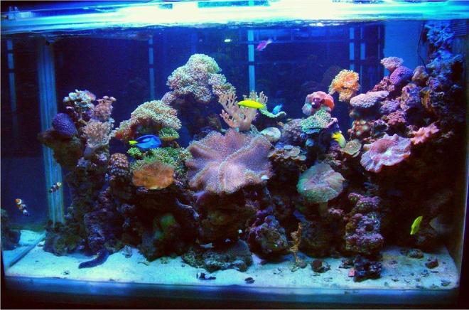 250 gallons reef tank (mostly live coral and fish) - Latest Uploade Picture