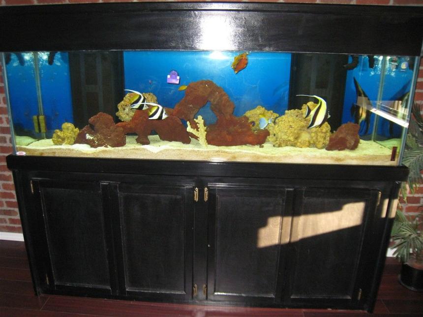 Rated #16: 125 Gallons Saltwater Fish Tank - my 125