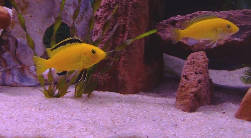 Rated #46: Freshwater Fish - Labidochromis Caeruleus - Electric Yellow Cichlid Stocking In 55 Gallons Tank - Male and Female Electric Yellow Labs