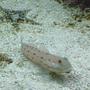 saltwater fish - valencienna puellaris - diamond watchman goby stocking in 58 gallons tank - Indo Diamond Goby and Sand Sifting Star.