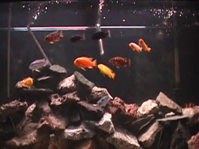 freshwater fish - pseudotropheus crabro - bumblebee cichlid stocking in 120 gallons tank - Close up...