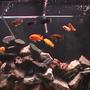 freshwater fish - pseudotropheus crabro - bumblebee cichlid stocking in 120 gallons tank - Close up...