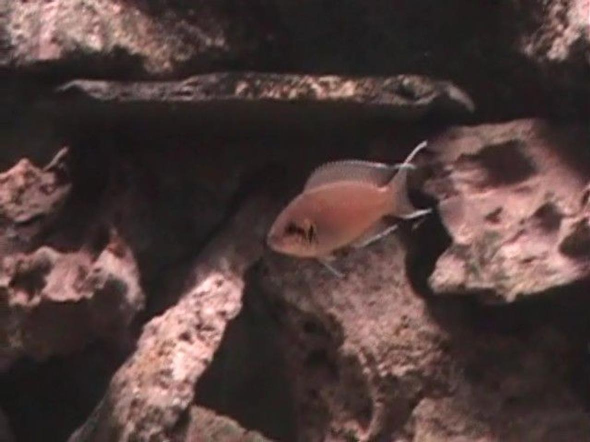 freshwater fish - neolamprologus brichardi - brichardi cichlid stocking in 120 gallons tank - Neolamprologus brichardi